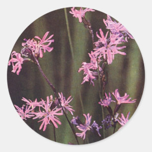Wildblommor: Ragged Robin Runt Klistermärke