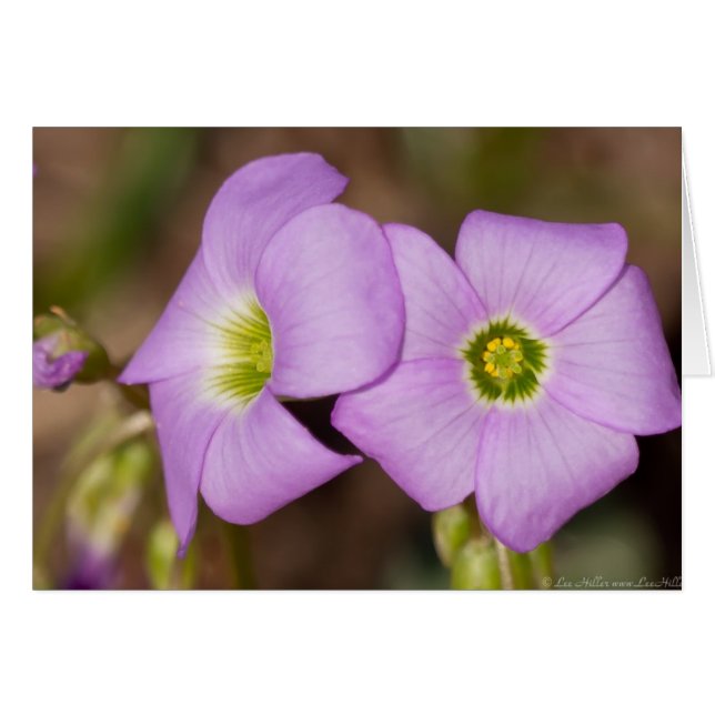 Wildblommor - Rosa Oxalis Cards Hälsningskort (Framsidan Horizontal)