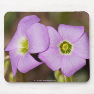 Wildblommor - Rosa Oxalis Mouse Pad Musmatta