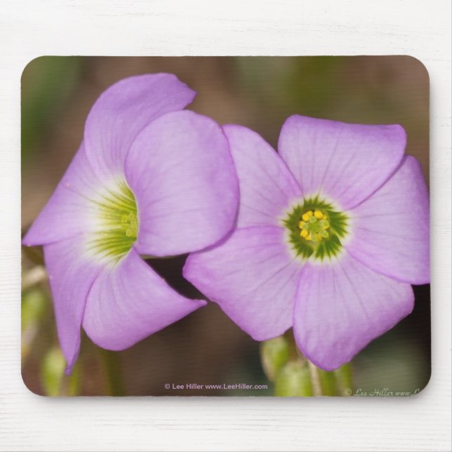 Wildblommor - Rosa Oxalis Mouse Pad Musmatta (Framsidan)