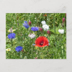 Wildblommor: Rött vitt blått DIY-vykort Vykort