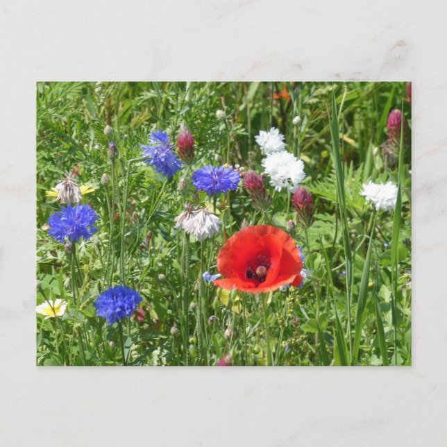 Wildblommor: Rött vitt blått DIY-vykort Vykort (Framsida)
