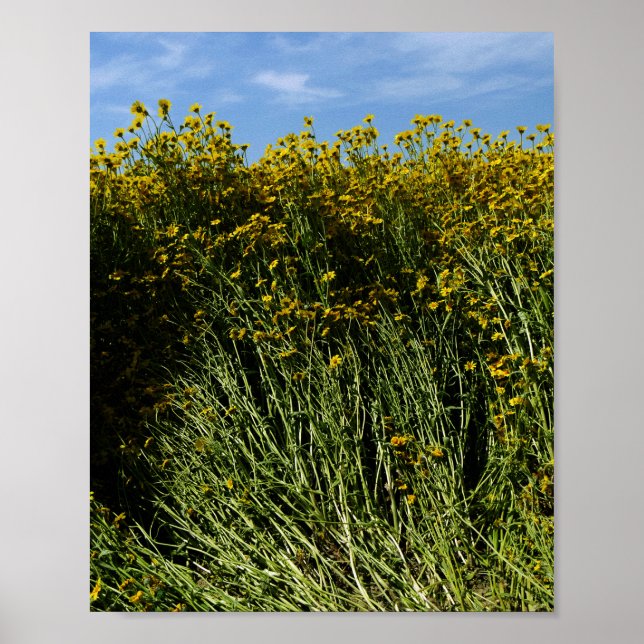 Wildblommor Sunblommor Poster (Framsidan)