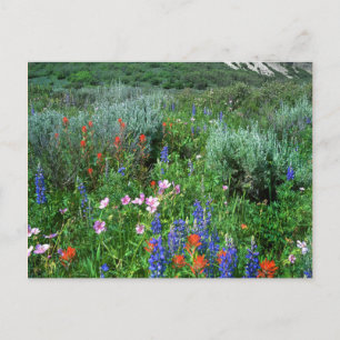Wildblommor, vackra Colorado Vykort
