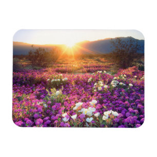 Wildblommor vid solnedgång Anza-Borrego Desert Magnet