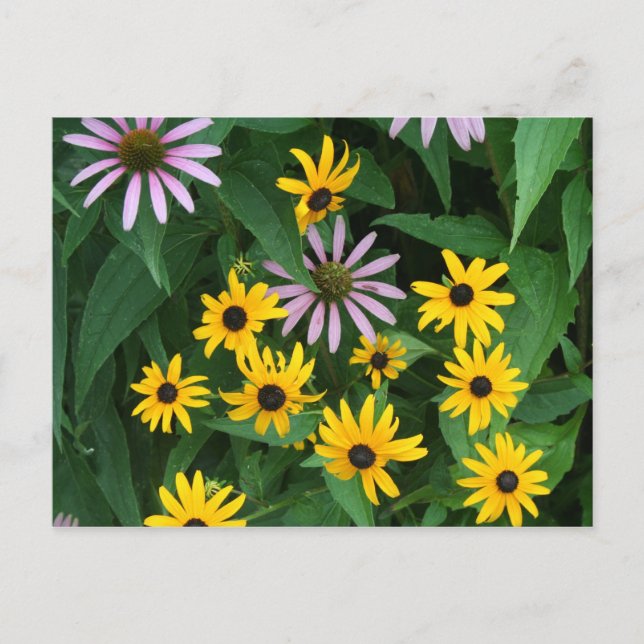 Wildblommor Vykort (Framsida)