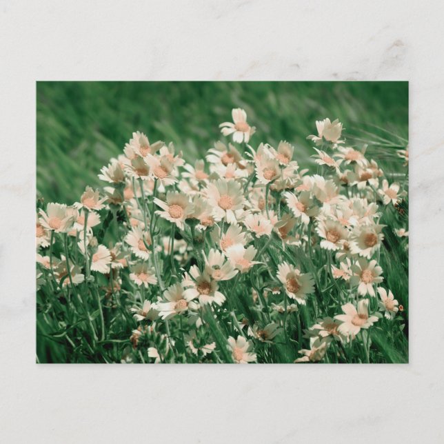 Wildblommor Vykort (Framsida)
