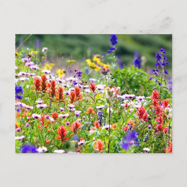 Wildblommor Vykort (Framsida)