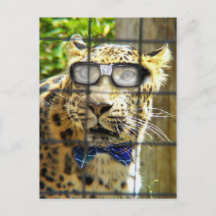 Wildcat Pidasol Vykort