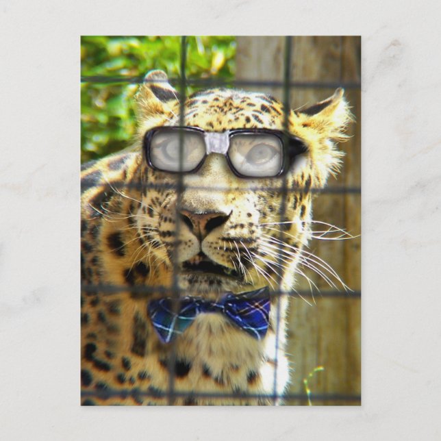 Wildcat Pidasol Vykort (Framsida)