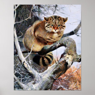 Wildcat Vintage Artwork Poster