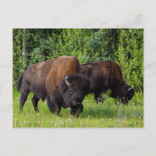 Wilde Bisons am Alaska Highway Postkarte Vykort