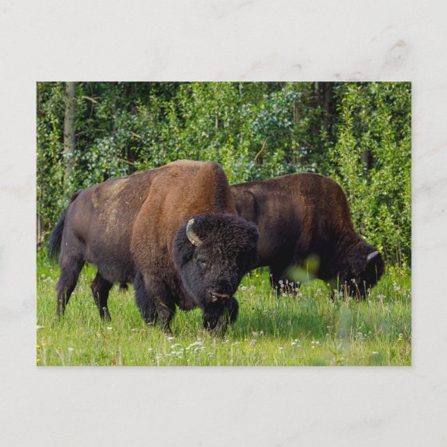 Wilde Bisons am Alaska Highway Postkarte Vykort (Framsida)
