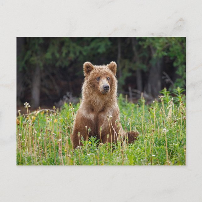 Wilde Grizzlybären in Alaska Postkarte Vykort (Framsida)