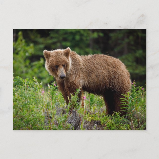 Wilde Grizzlybären in Alaska Vykort (Framsida)