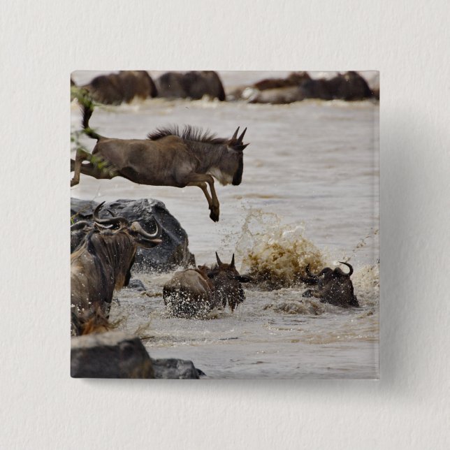 Wildebeest hoppade in i Mara River Knapp (Framsida)