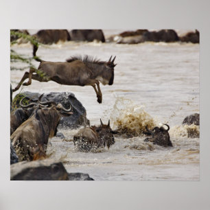 Wildebeest hoppade in i Mara River under Poster