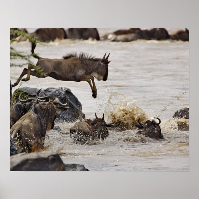 Wildebeest hoppade in i Mara River under Poster (Framsidan)