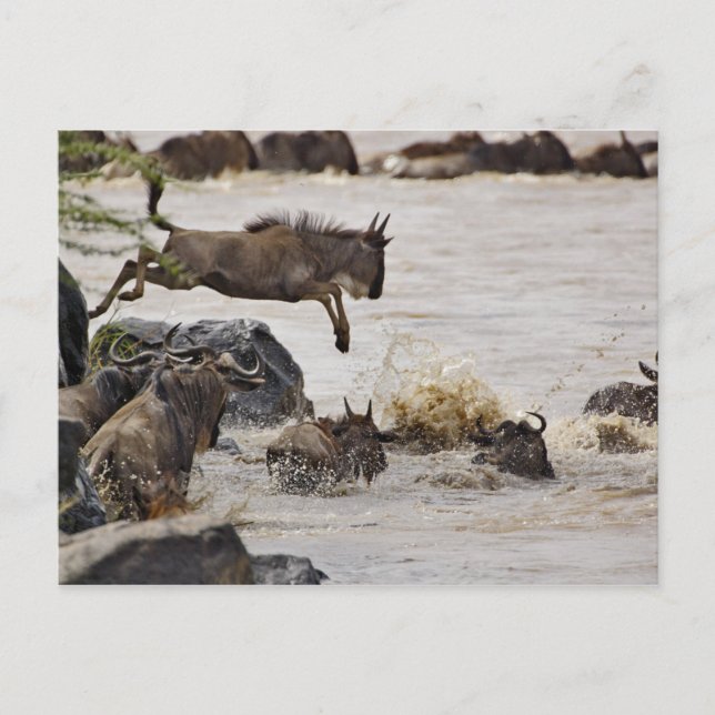 Wildebeest hoppade in i Mara River under Vykort (Framsida)