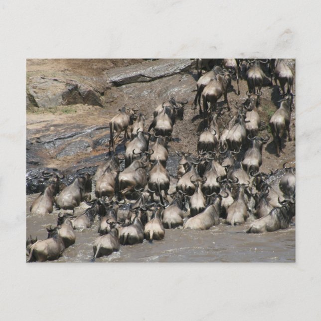 Wildebeest mara flod vykort (Framsida)