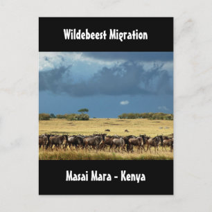 Wildebeest migration Masai Mara Kenyas vykort