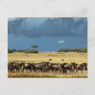 Wildebeest migration Masai Mara Kenyas vykort