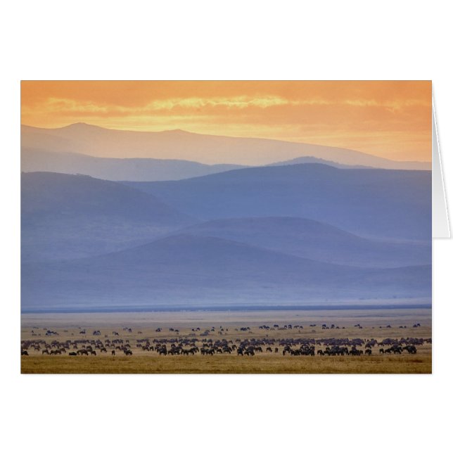 Wildebeest under migrering, Connochaetes Hälsningskort (Framsidan Horizontal)