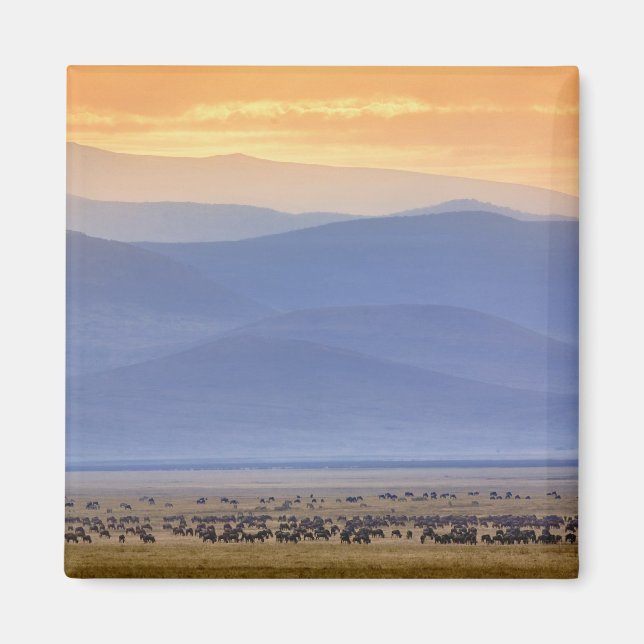 Wildebeest under migrering, Connochaetes Magnet (Framsidan)