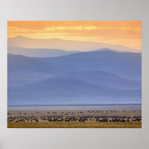 Wildebeest under migrering, Connochaetes Poster