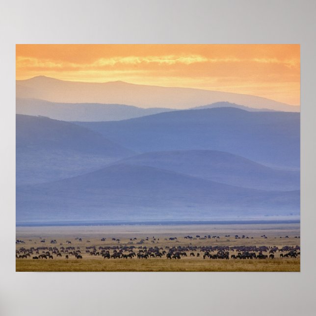 Wildebeest under migrering, Connochaetes Poster (Framsidan)