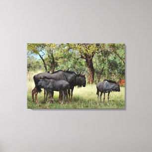 Wildebeestfamilj i Sydafrika Canvastryck