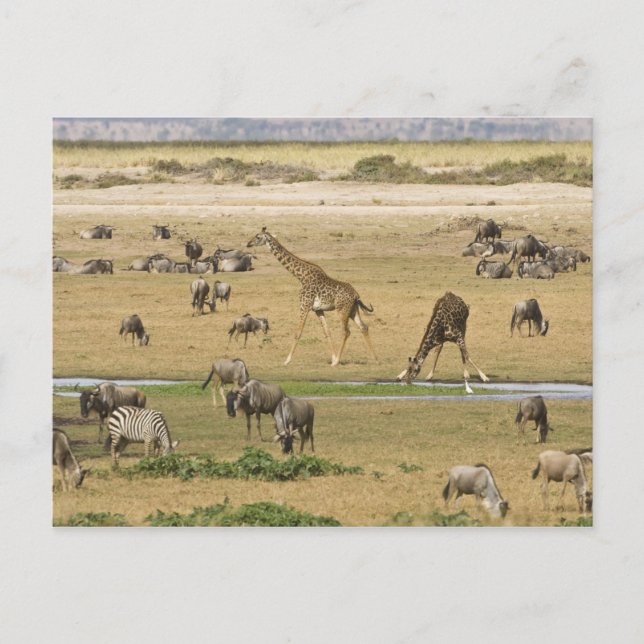 Wildebeests, Zebröder och gåvor Vykort (Framsida)