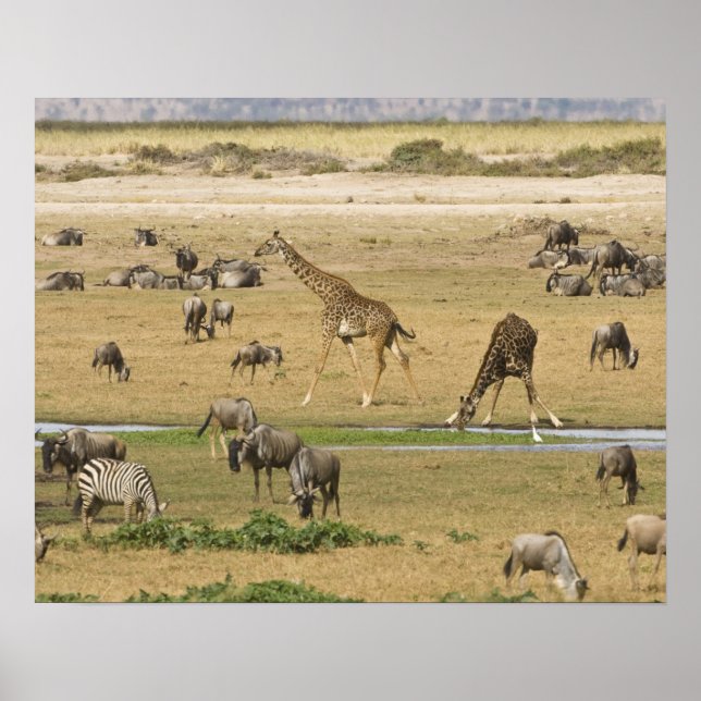 Wildebeests, Zebrors och Giraffes samlas på en Poster (Framsidan)