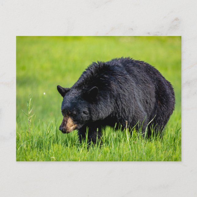 Wilder Schwarzbär in Nordamerika Postkarte Vykort (Framsida)