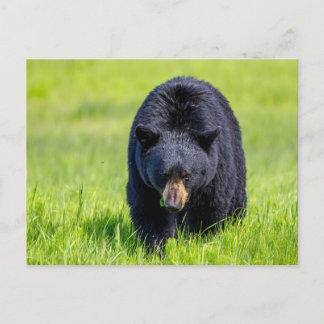 Wilder Schwarzbär in Nordamerika Vykort