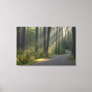 Wilderness Drive, Itasca State Park, Canvastryck