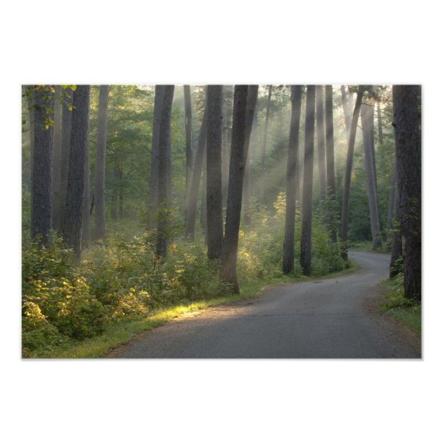Wilderness Drive, Itasca State Park, Fototryck (Framsidan)