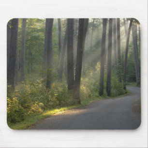 Wilderness Drive, Itasca State Park, Musmatta