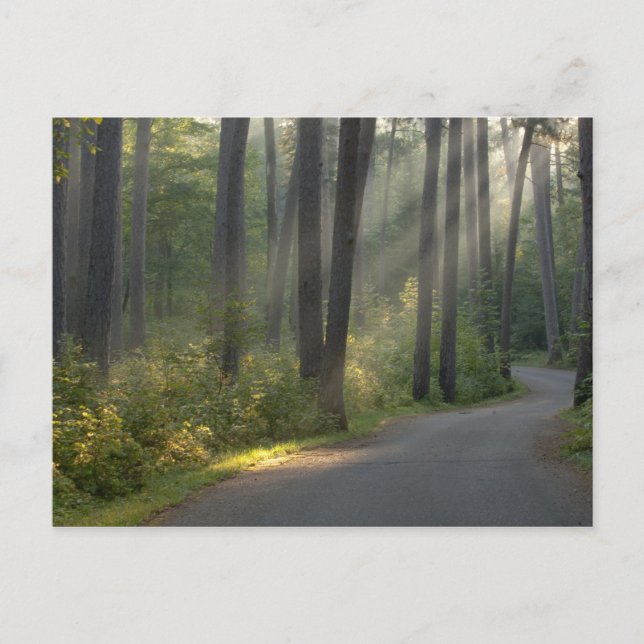 Wilderness Drive, Itasca State Park, Vykort (Framsida)