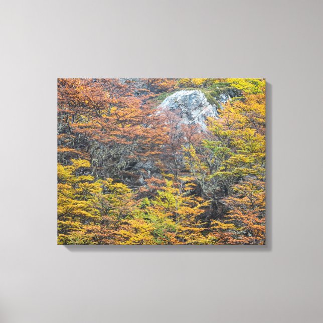 Wilderness Palette, Tierra del Fuego Forest Canvastryck (Framsida)