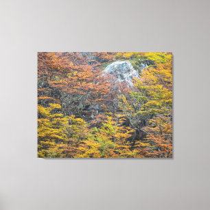 Wilderness Palette, Tierra del Fuego Forest Canvastryck