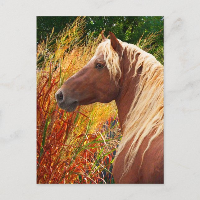 "Wildfire" vykort (Framsida)