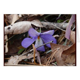 WildFlowers Birds-Foot Violet Hett Vår AR Gifts Hälsningskort