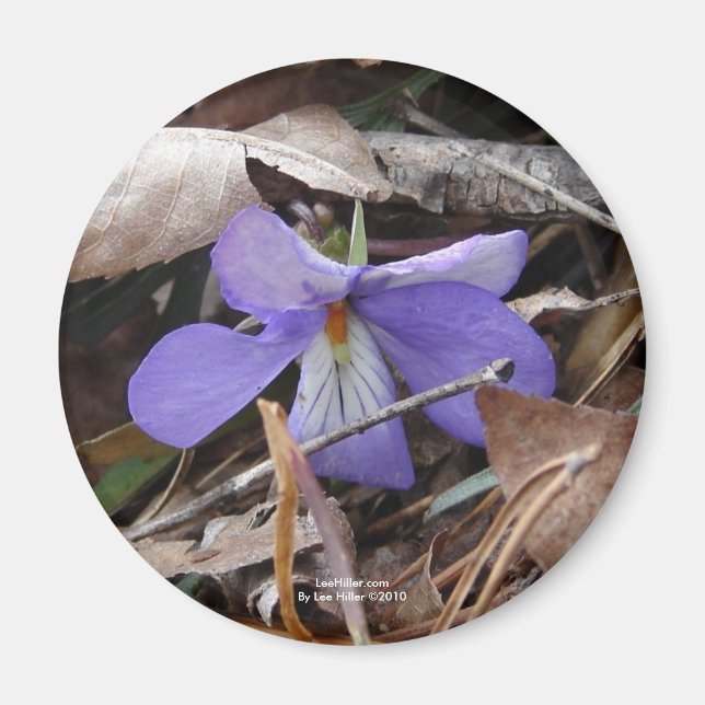 WildFlowers Birds-Foot Violet Hett Vår AR Gifts Magnet (Framsidan)