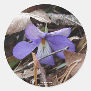 WildFlowers Birds-Foot Violet Hett Vår AR Gifts Runt Klistermärke