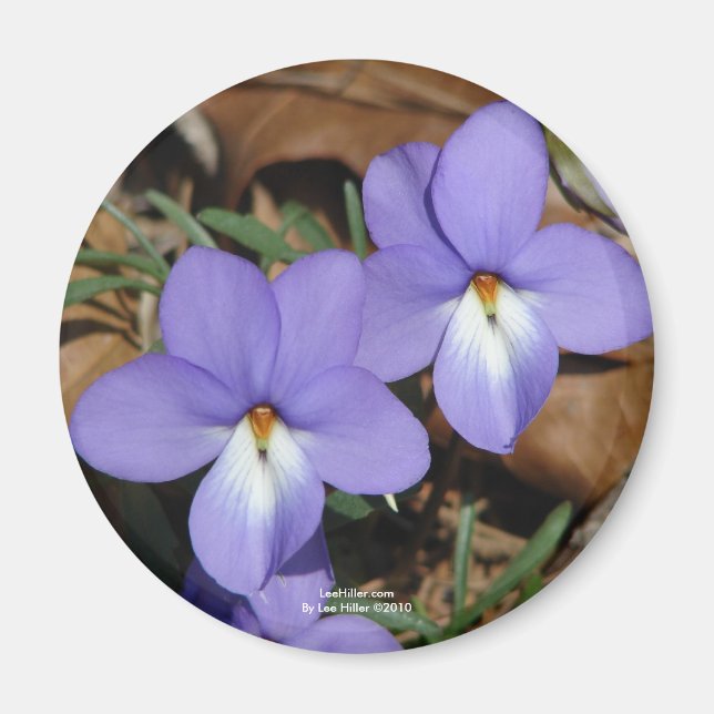 WildFlowers Birds-Foot Violet III Gifts & Apparel Magnet (Framsidan)