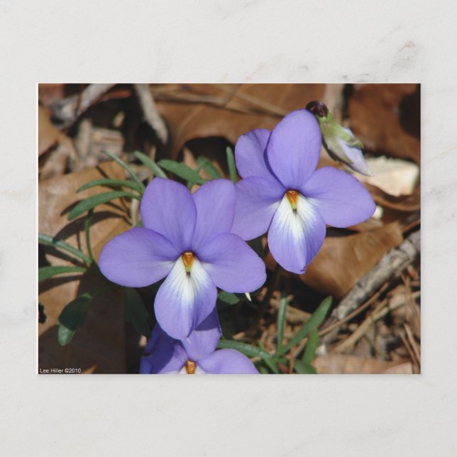 WildFlowers Birds-Foot Violet III Gifts & Apparel Vykort (Framsida)