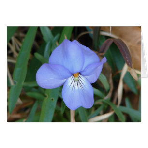 WildFlowers Birds-Foot Violet IV Hett Vår Gifts Hälsningskort