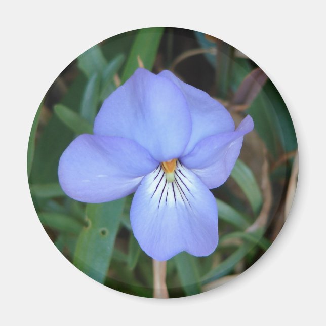 WildFlowers Birds-Foot Violet IV Hett Vår Gifts Magnet (Framsidan)