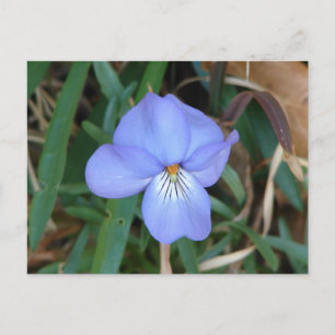 WildFlowers Birds-Foot Violet IV Hett Vår Gifts Vykort